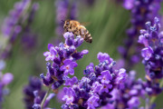 Çiçek üzerinde yer alan arı