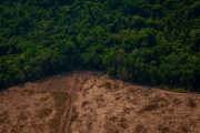 Amazon Yağmur Ormanları
